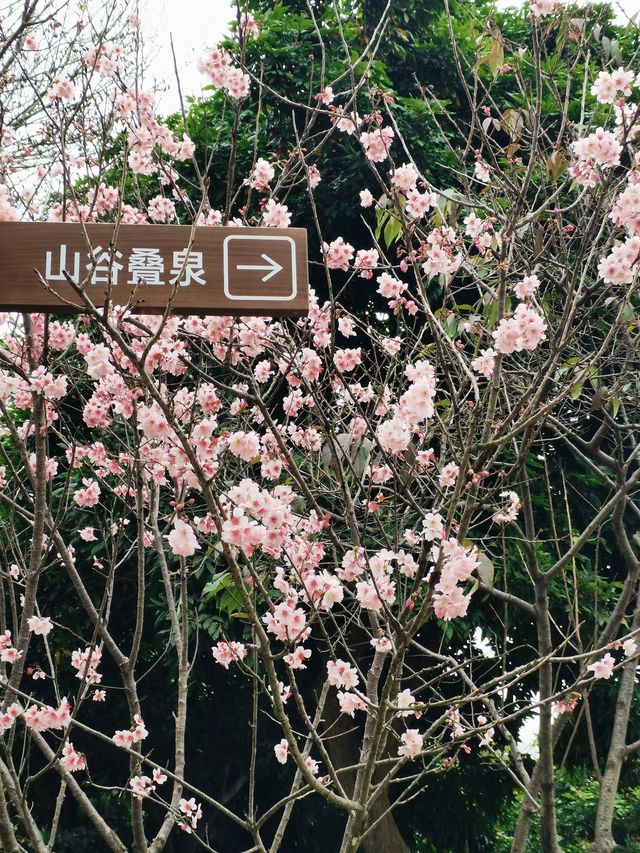 大屏山賞花季