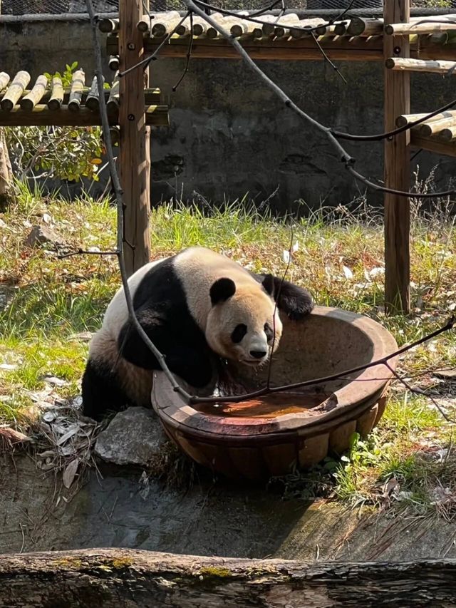 安吉旅遊攻略！兩天一夜旅行不踩雷