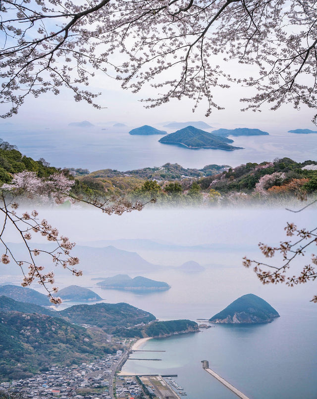 還有比紫雲出山更仙的賞櫻地嗎？