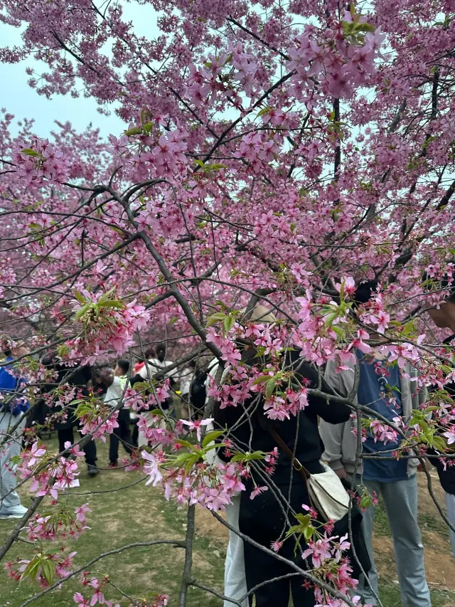 봄날의 벚꽃을 꼭 보세요