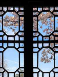 春訪蘇園，邂逅玉蘭花