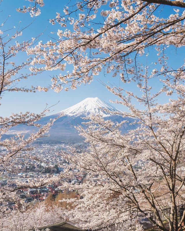 日本を代表する景色、新倉山浅間公園の桜