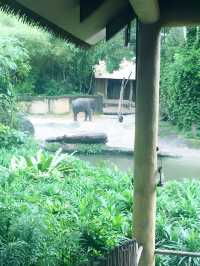 新加坡｜動物園