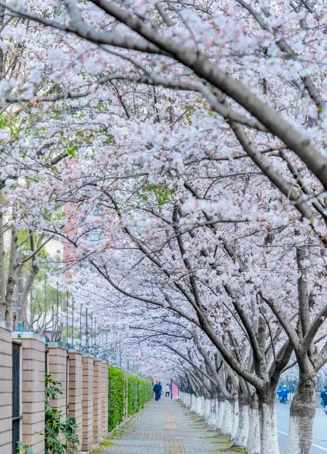 ここは桜が美しくて、歩けないほどです