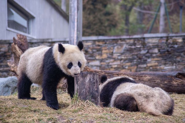 要看大熊猫，我推薦臥龍神樹坪基地