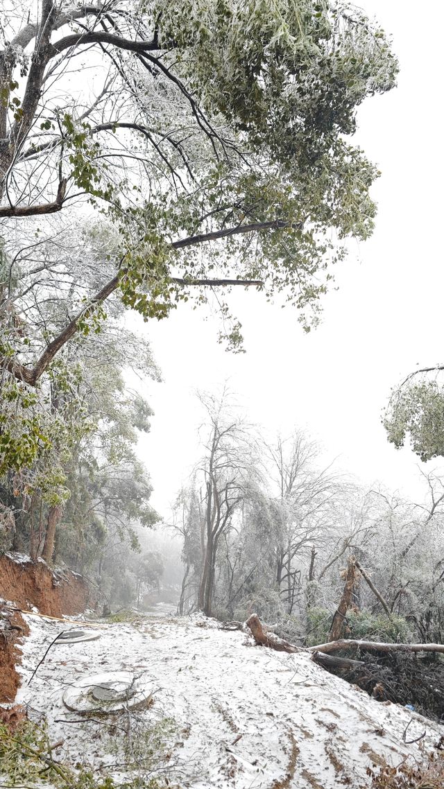 最美雪景｜春天冻雨覆蓋下的東林寺淨土苑