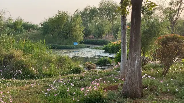 Wetland wildflowers and Dianchi Lake at sunset, a springtime exclusive!