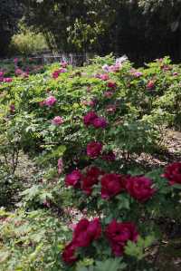 芳菲四月的曾趙園