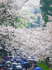 Cherry Blossom Season in Wuhan and Beyond 🌸