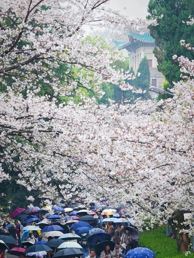 Cherry Blossom Season in Wuhan and Beyond 🌸
