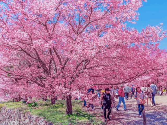 Fun and Stun during Sakura Hanami