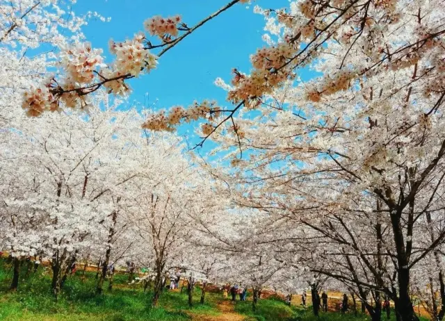 Don't miss the cherry blossoms in Guiyang next year