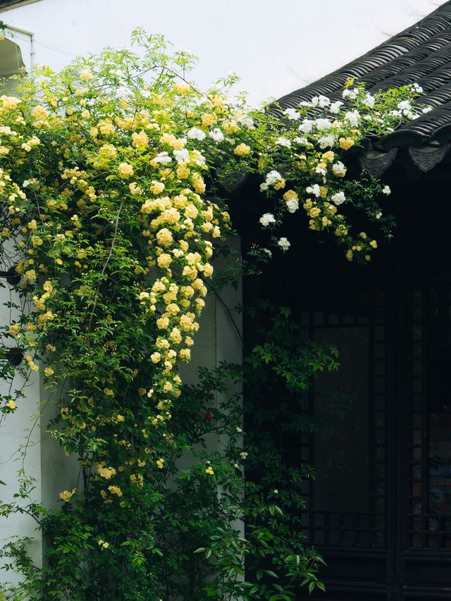 穀雨，來農耕園賞花吧