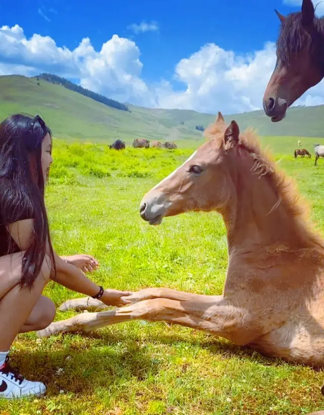 那仁夏牧場、静かでゆったりとしており、心を空っぽにするのに最適な場所です