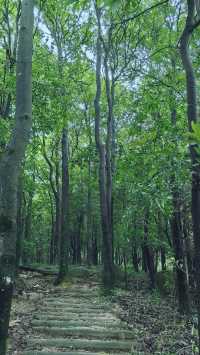 銀湖山郊野公園徒步