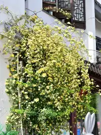 蘇州4月賞花｜四月平江路頂流，木香花開了