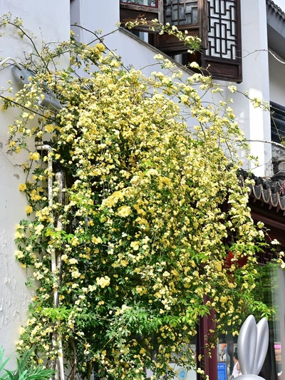 遠州流 生花 四季之園 全四巻(巖松齋法眼一鵰撰) / 名雲書店