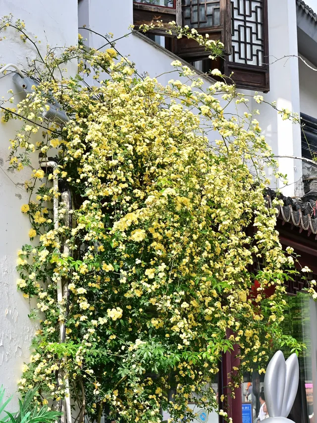 蘇州4月賞花｜四月平江路頂流，木香花開了