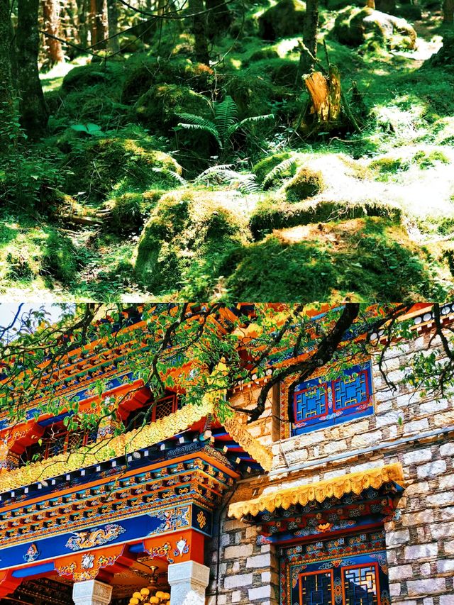 汐兒旅行|在山野納涼採摘·孟屯河谷