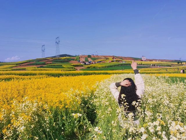 洋縣油菜花攻略
