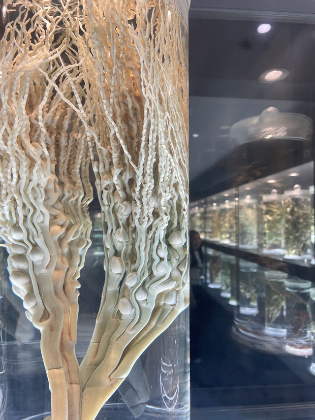 廣州｜開在大學裡的中醫藥博物館，超夢幻又好逛！