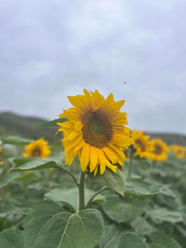 這是內蒙紅石崖是典型的高山牧場