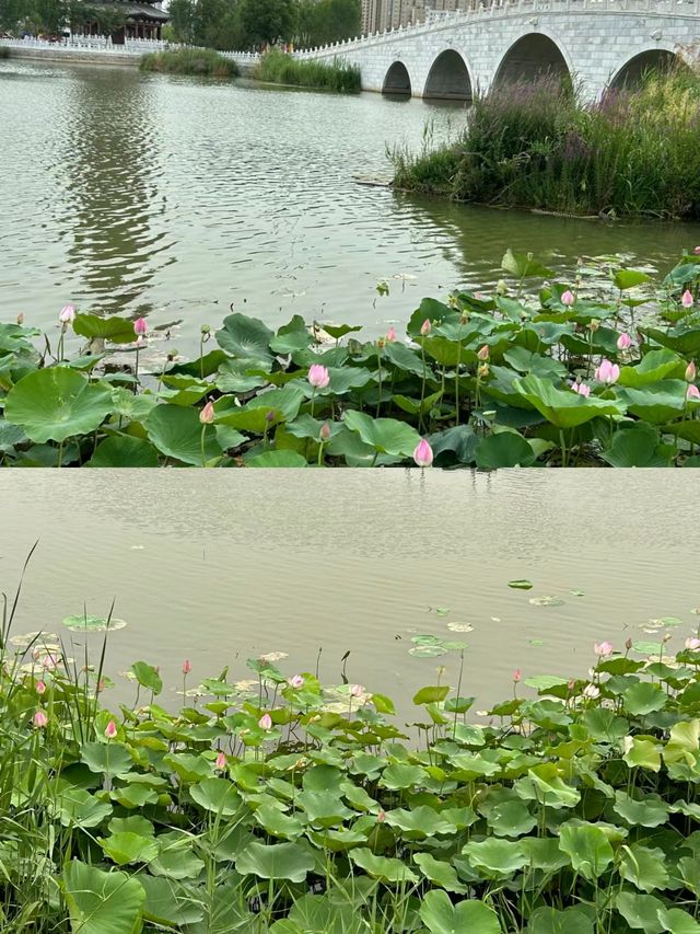 打卡萬畝荷塘，為荷而來