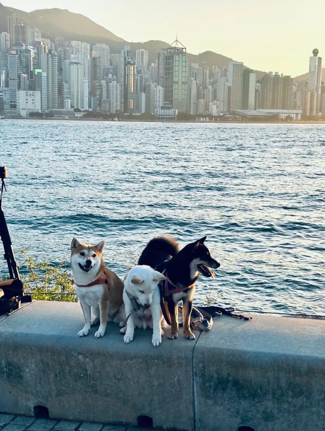 探索香港隱秘瑰寶：西九龍海濱長廊City Walk版