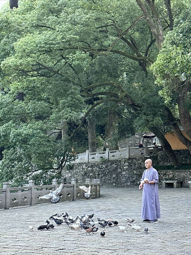 寧波古剎中的頂流——天童寺。