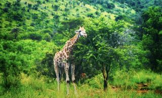 Discover the charm of Johannesburg, South Africa. A magical journey awaits you.