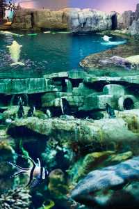 芝加哥·謝德水族館｜親子科普海洋動物絕佳地。
