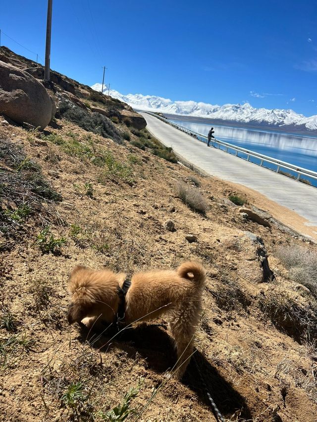 佩枯措直播：點會有咁碧藍嘅湖同清晰嘅雪山。