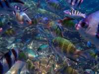 在沙巴，掉進上帝的金魚缸。