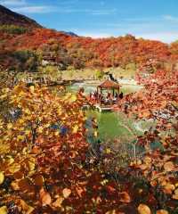 北京周邊楓葉。