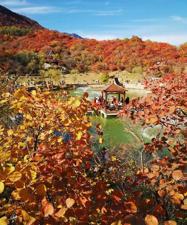 北京周邊楓葉。 北京周邊楓葉。