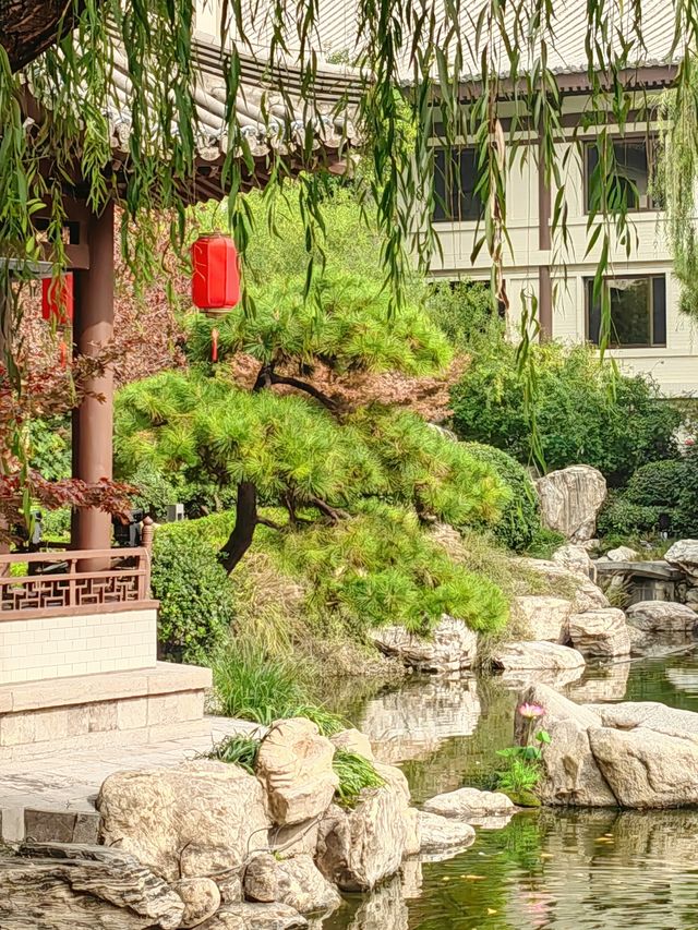西安這家酒店居然在院子裡養孔雀？？？。