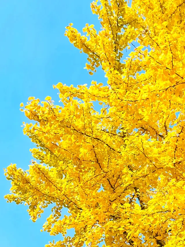 Beijing in Fall | A Guide to Viewing Ginkgo Trees at the Forbidden City Corner Tower