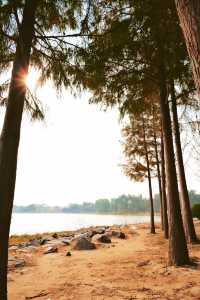 北龍湖濕地公園的水杉，開始紅了。