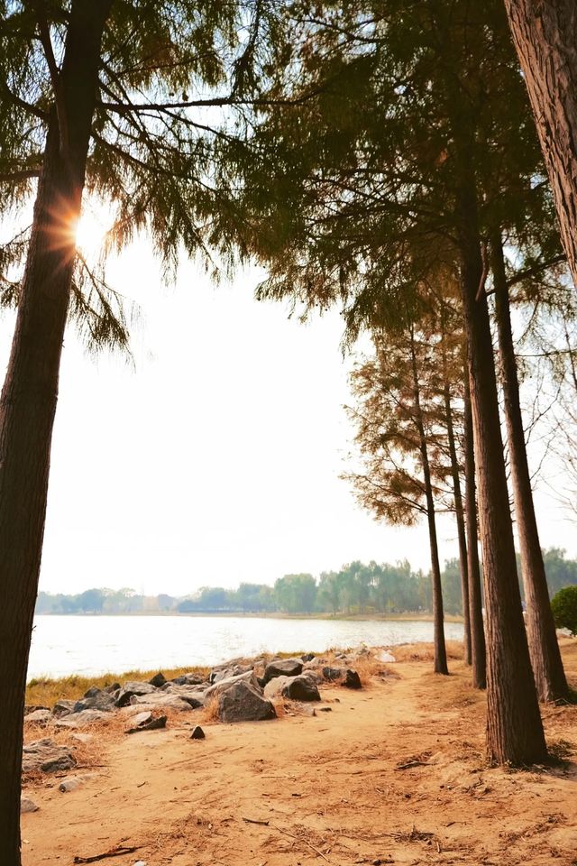 北龍湖濕地公園的水杉，開始紅了。