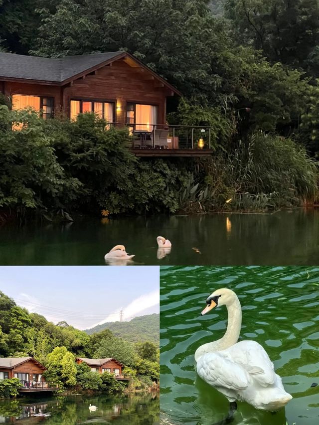 杭州開元森泊度假酒店|太香了。