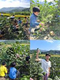 廣州周邊遊|挖沙葛，識稻谷農耕之旅。