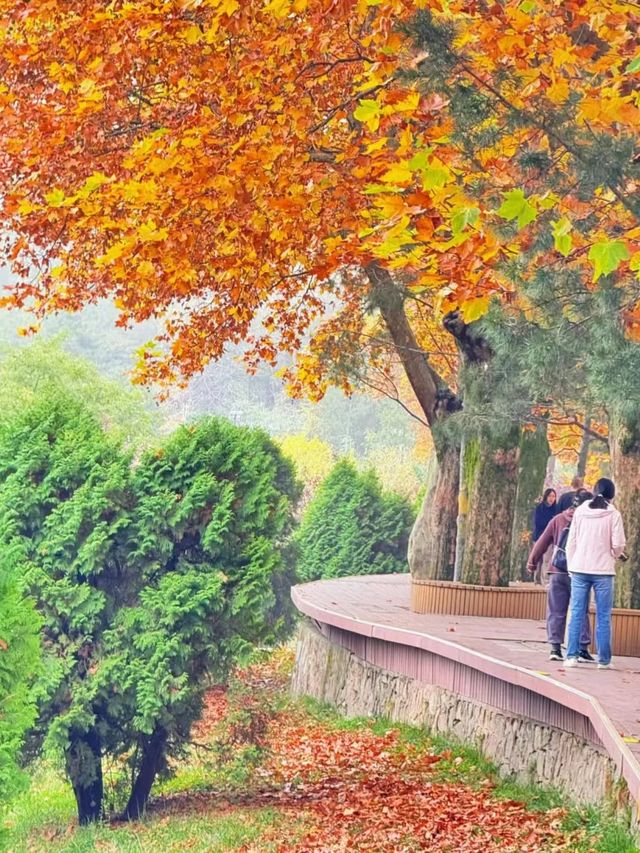 翠華山之遊：邂逅奇景的旅程。