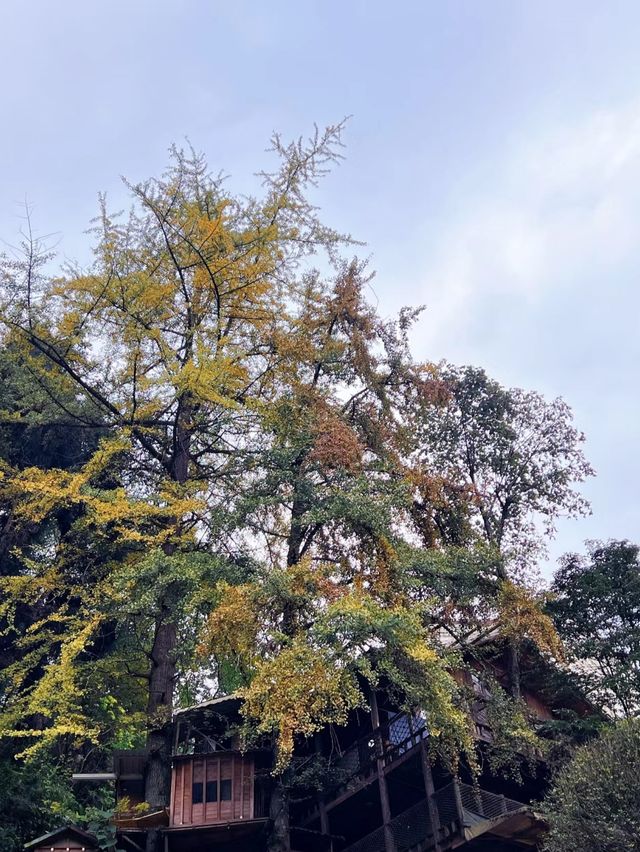誤闖童話世界般的森林綠逃離城市，這裡秋意正濃，。