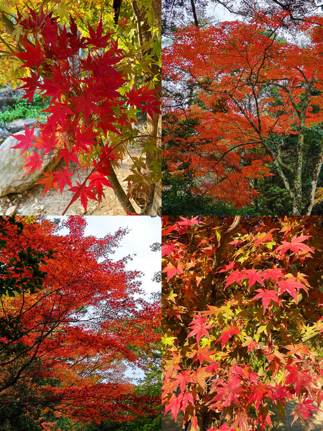 濟南紅葉谷｜為了一片葉，去赴一座山。