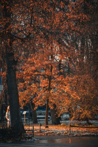 [Winter Dream Tapestry - Krakow, Poland's Romantic Winter Narrative Poem] 