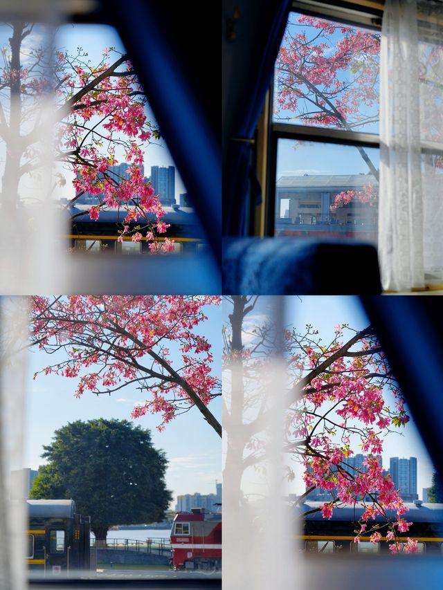 在廣州開往浪漫花海的列車好童話。