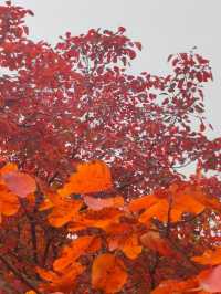 濟南紅葉谷：秋意盎然的視覺盛宴