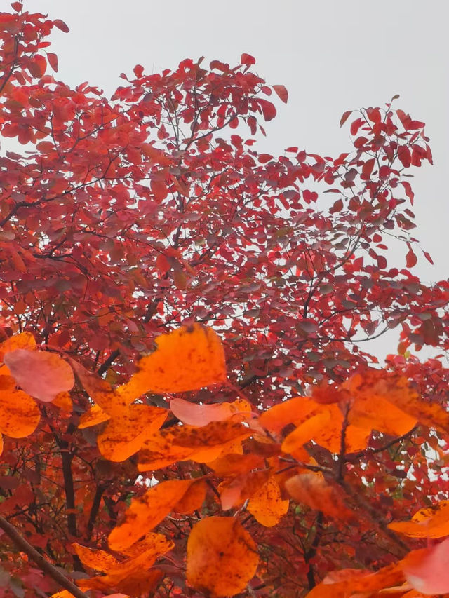 濟南紅葉谷：秋意盎然的視覺盛宴