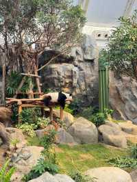 香港海洋公園遊玩攻略！