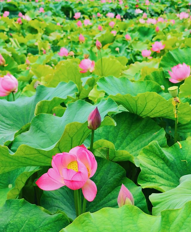 七彩稻田～